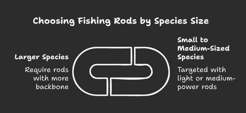 Fishing rod selection by fish size: light/medium-power rods for small species, heavy-backbone rods for larger species like pike or catfish.